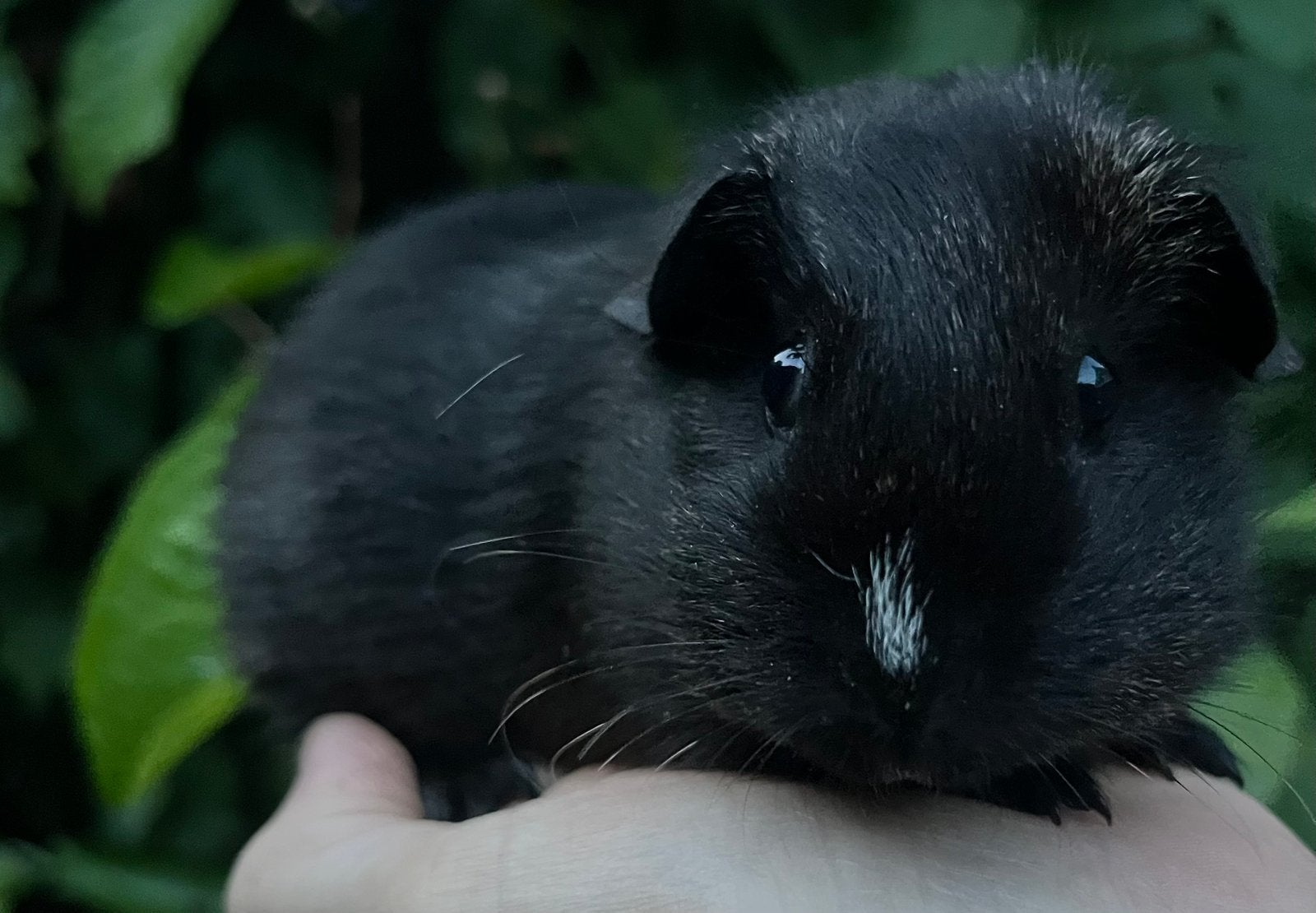 Lief zeugje Teddy (TDD) en lilac draagster, Dieren en Toebehoren, Cavia, Juni, Vrouwelijk, Tam