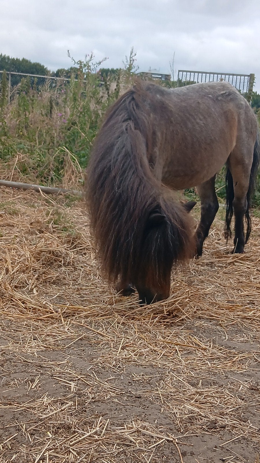 verzorger gezocht voor onze rescue shetlander, Dieren en Toebehoren, Ophalen of Verzenden