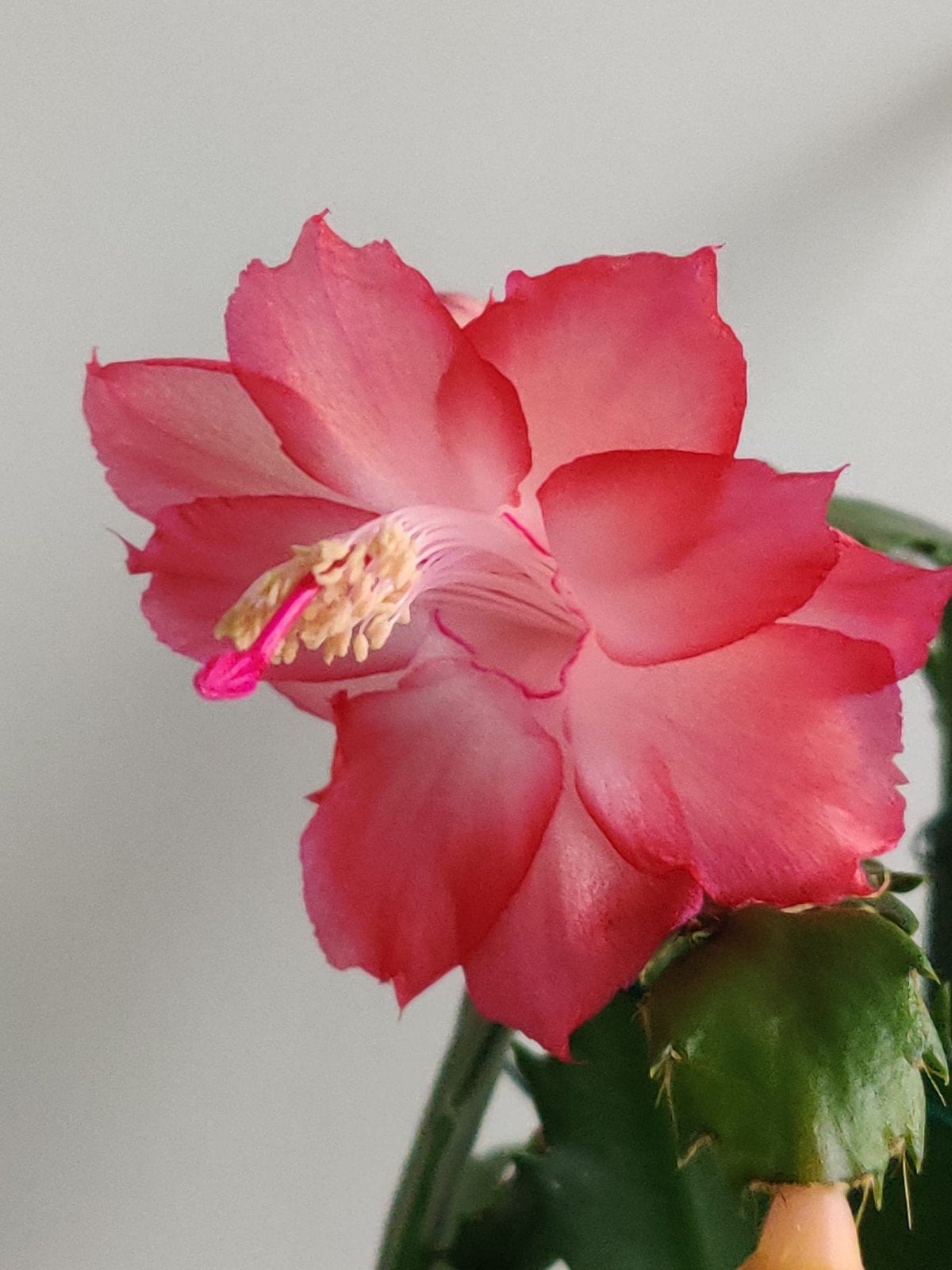 Schlumbergera 'Rosebud' stek ongeworteld, Verzenden, Halfschaduw, Minder dan 100 cm