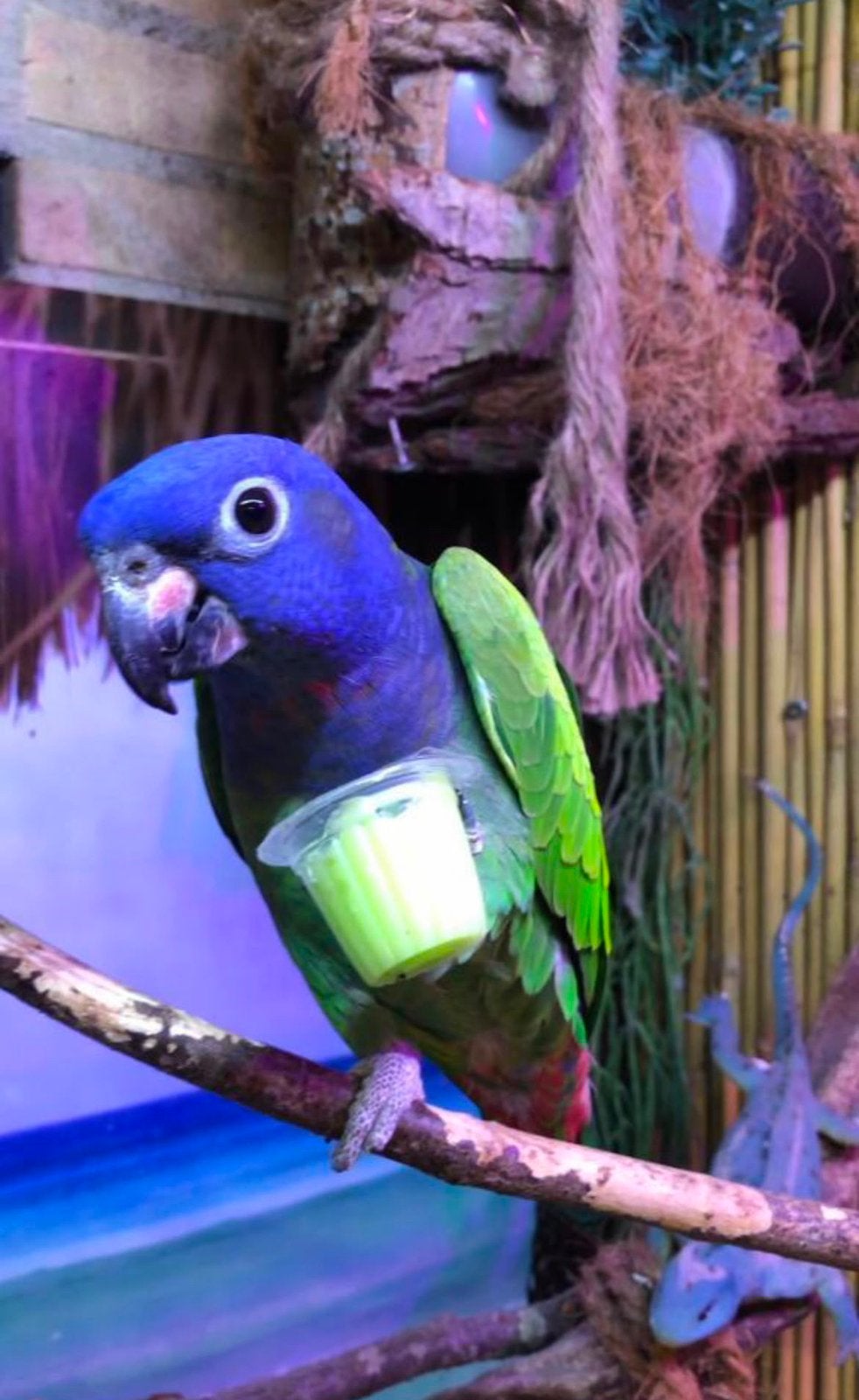 Superlieve & tamme Pionus Menstruus, Dieren en Toebehoren, Vogels | Parkieten en Papegaaien, Vrouwelijk, Papegaai, Pratend