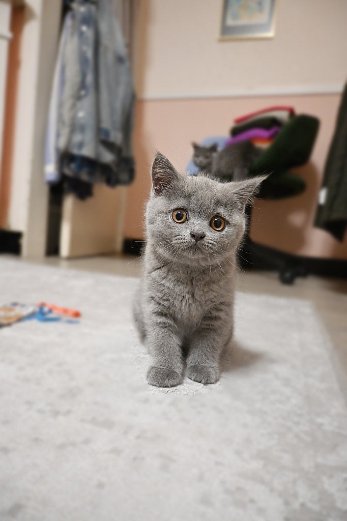 Britse korthaar blauw, Poes, Met stamboom, 0 tot 2 jaar