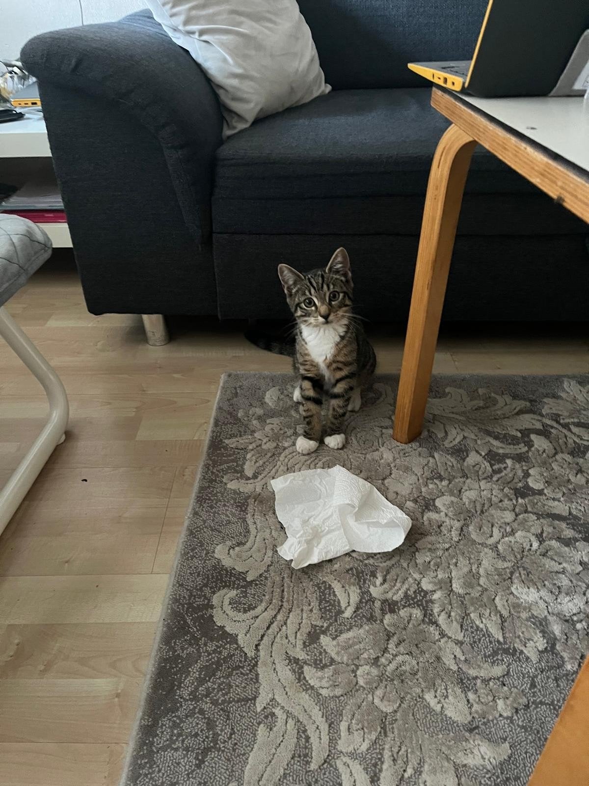 2 kittens