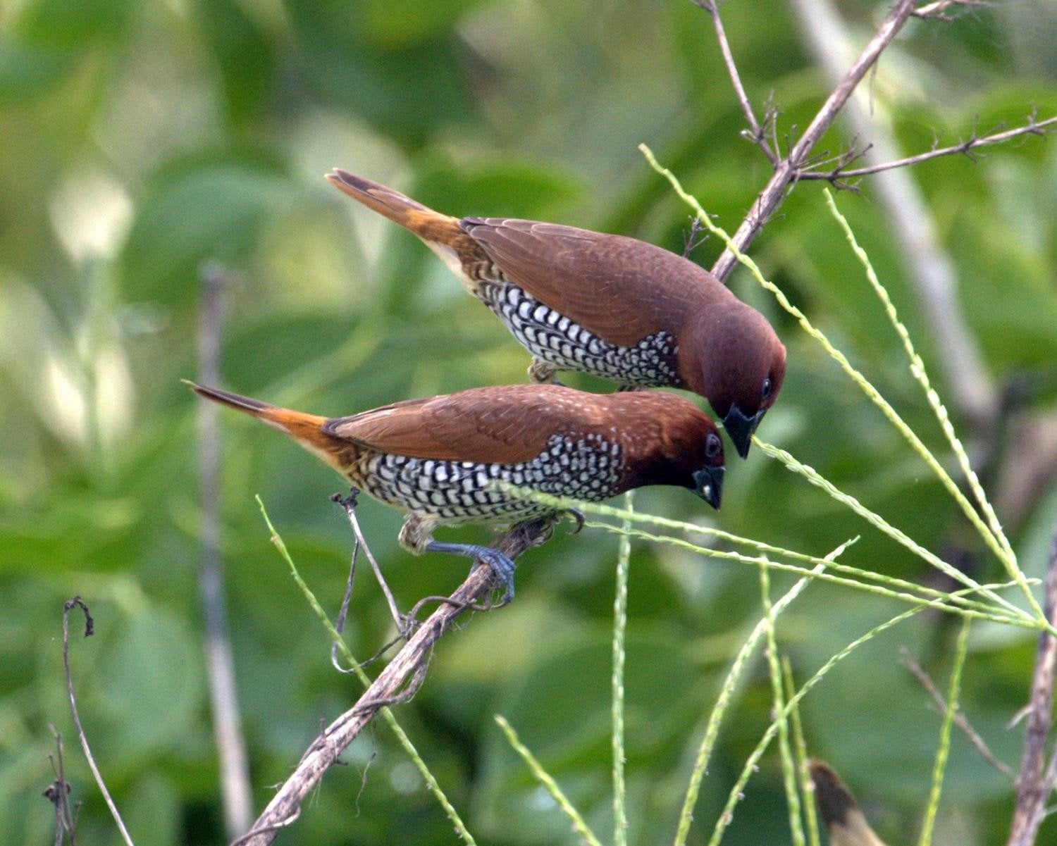 Nieuw binnen bij Vogelspeciaalzaak De Toekan – Prachtige, Dieren en Toebehoren, Meerdere dieren, Tropenvogel