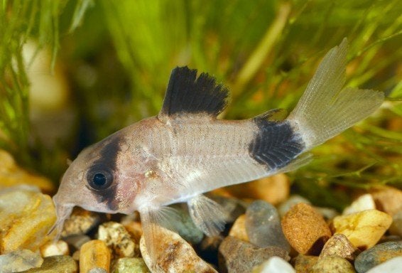 Corydora Panda - Pantsermeerval - Koidream Valburg, Dieren en Toebehoren, Vis, Zoetwatervis