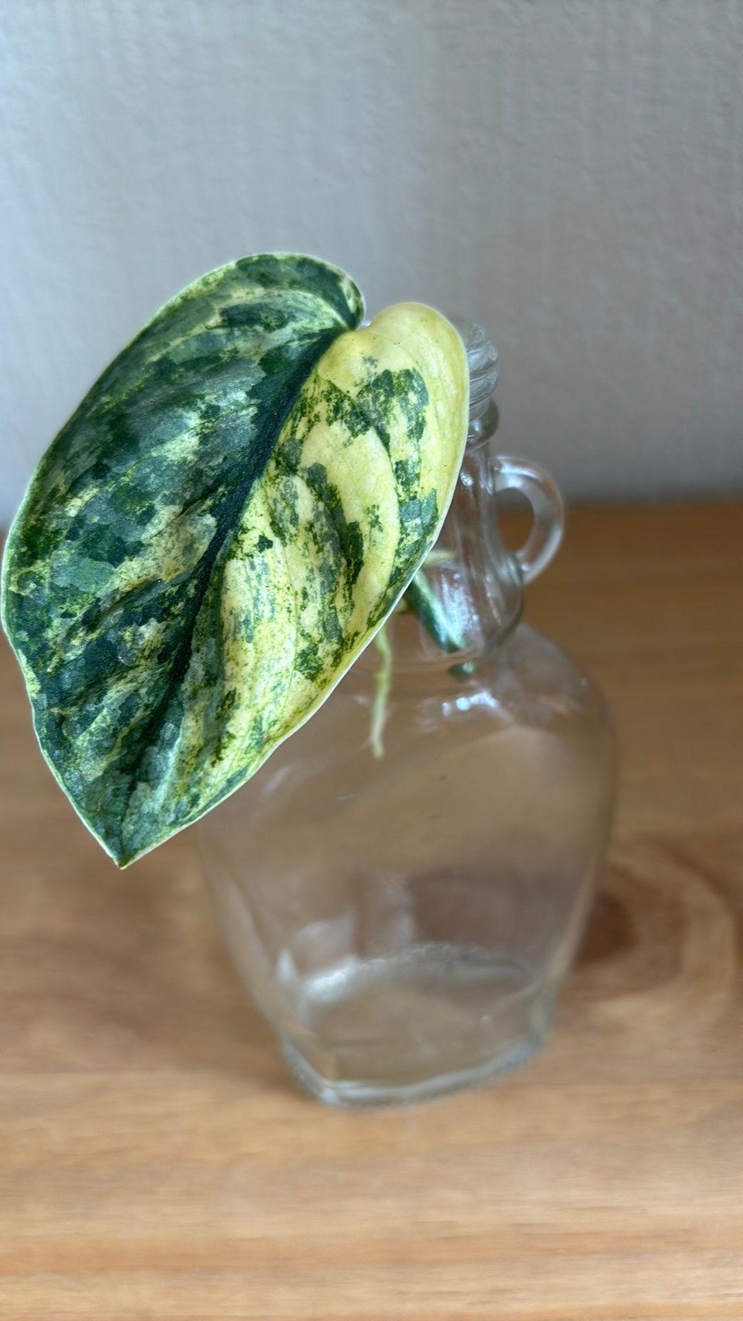 Scindapsus Halimoon stek, Ophalen of Verzenden, Halfschaduw, Minder dan 100 cm