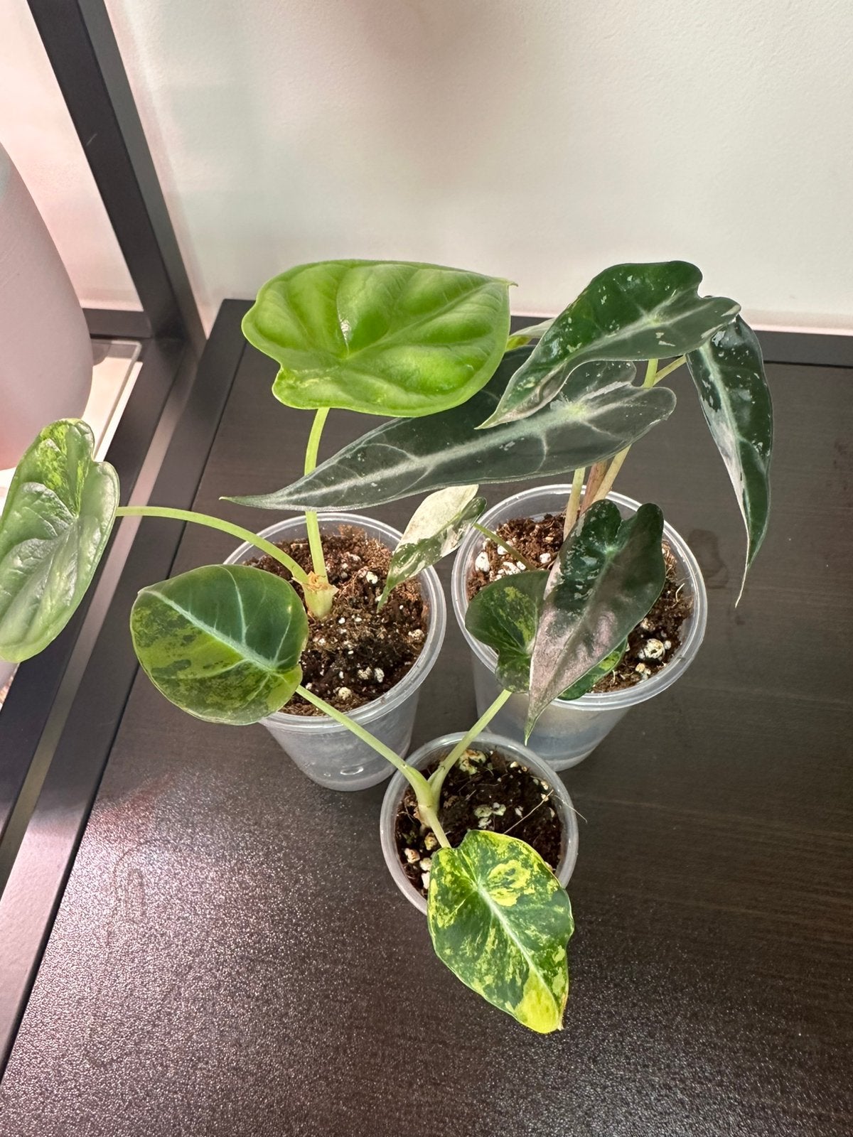 Plantenpakket 4 (3 planten) alocasia variegata, Ophalen of Verzenden, Halfschaduw, Minder dan 100 cm