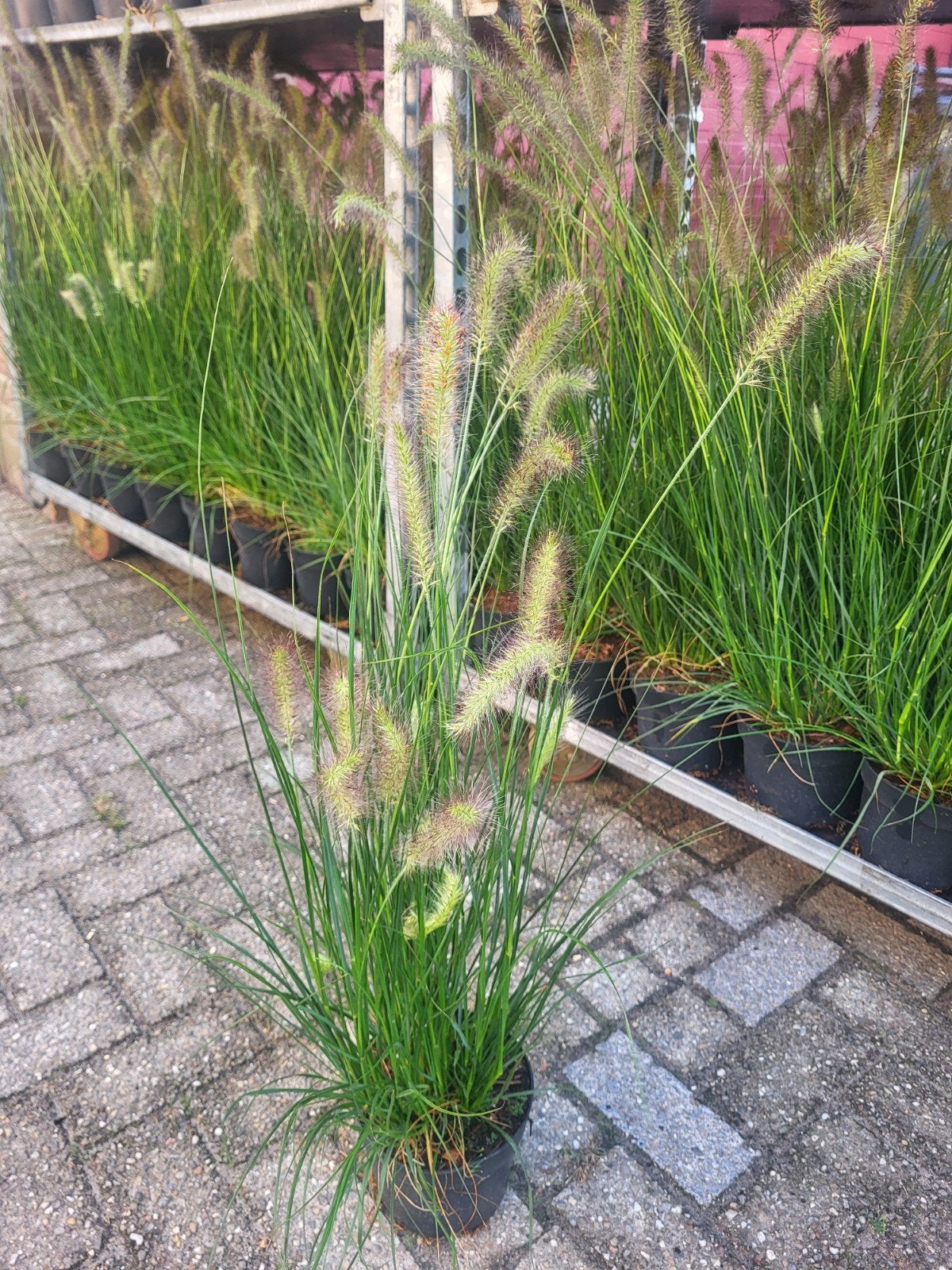 pennisetum hameln of little bunny, Ophalen of Verzenden, Overige soorten, Volle zon