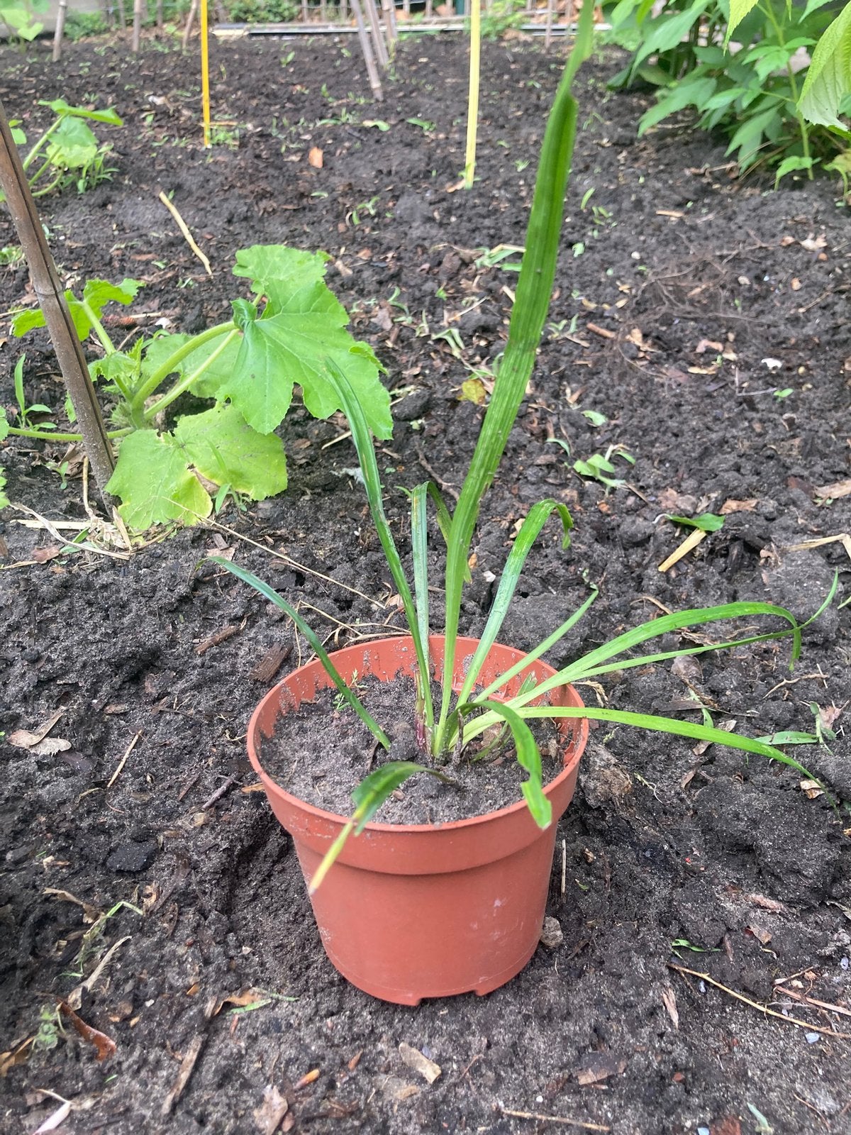 Liriope Muscari planten, Ophalen, Overige soorten, Volle zon