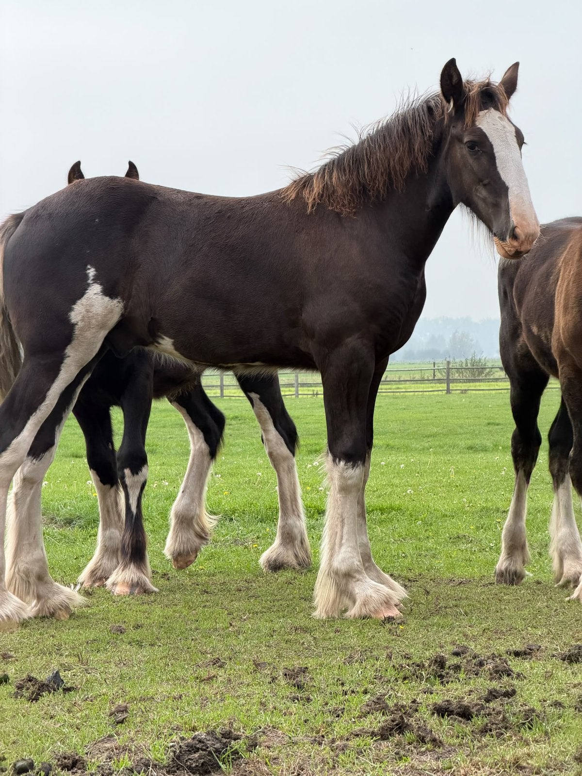 Shires, Minder dan 160 cm, Met stamboom, 0 tot 2 jaar, Hengst