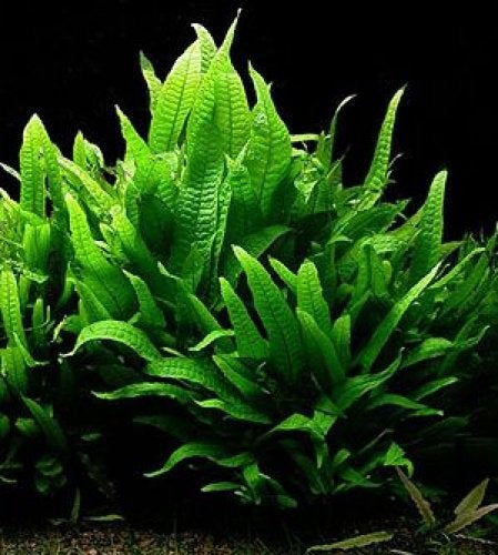 4 stekken van de Java Varen, Ophalen of Verzenden, Zo goed als nieuw, Plant(en), Steen of Hout
