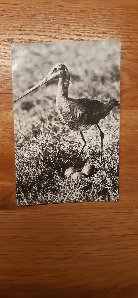 Grutto kaart, Ophalen of Verzenden, 1960 tot 1980, Gelopen, Vogel