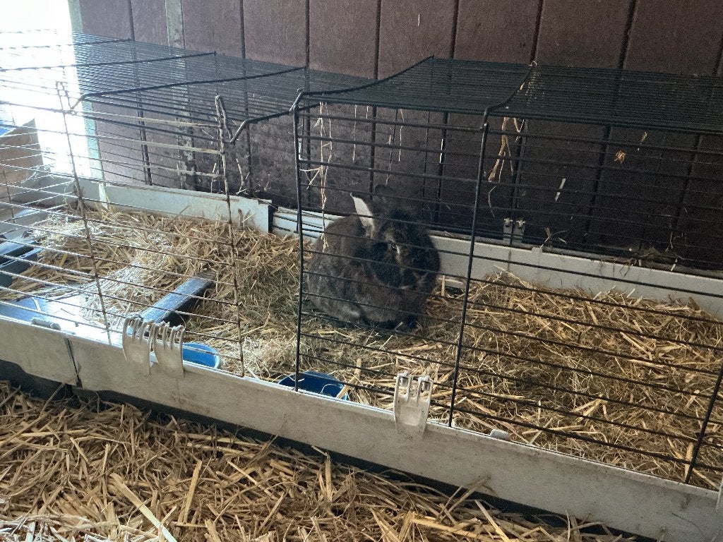 Konijnen, ooi en ram, vier jaar oud, Dieren en Toebehoren, Meerdere dieren, Groot, 3 tot 5 jaar
