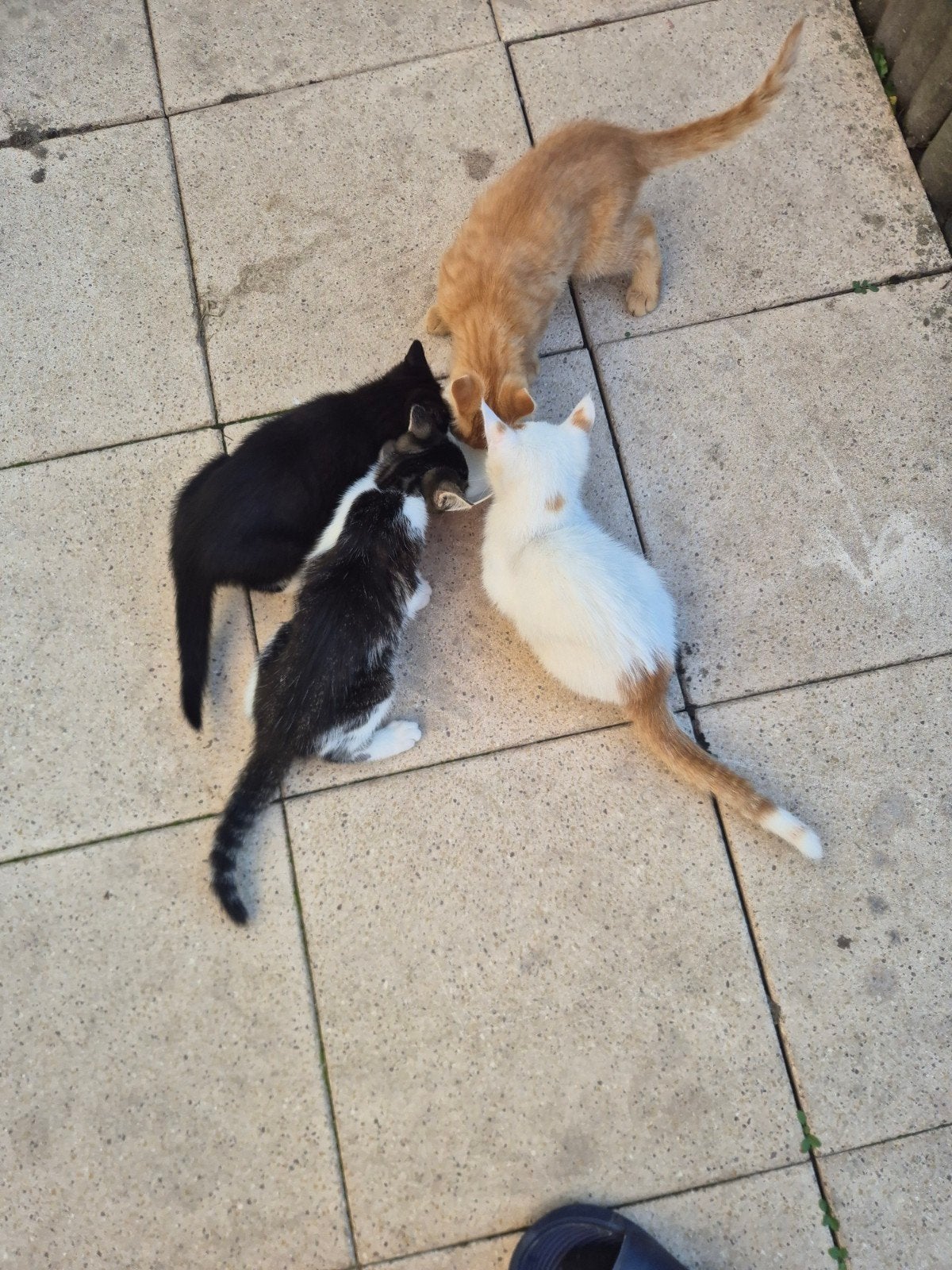 4 poesjes, Poes