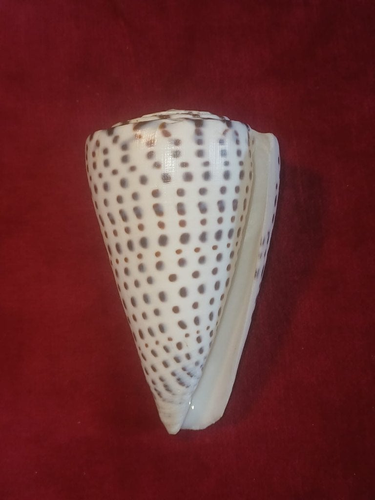 Schelpen, Conus leopardus (Röding, 1798), Verzamelen, Ophalen of Verzenden, Schelp(en)