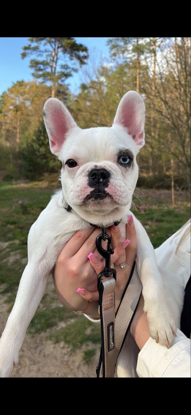 Franse Bulldog, Dieren en Toebehoren, Honden | Bulldogs, Pinschers en Molossers, 15 weken tot 1 jaar, Reu, Bulldog, Meerdere