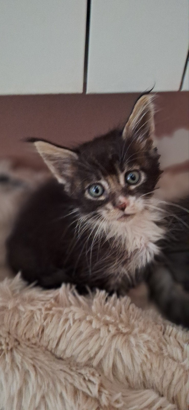 ***Maine coon kittens*** met stamboom, Meerdere dieren, Met stamboom, 0 tot 2 jaar