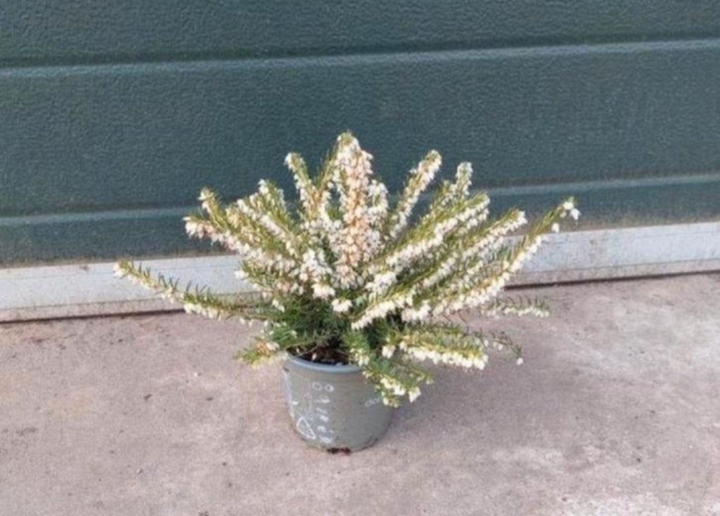 Erica darleyensis 'White Perfection' (winterheide), Tuin en Terras, Volle zon, Vaste plant, Winter, Ophalen