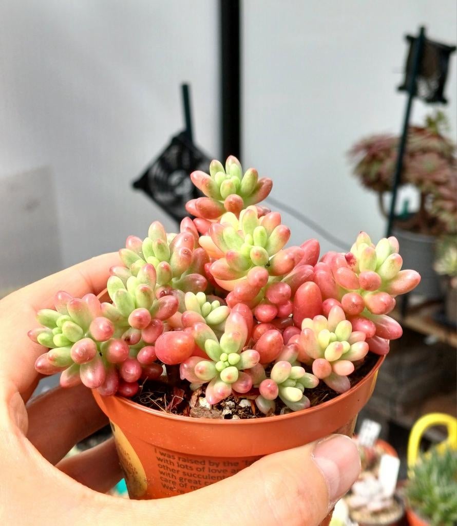 Sedum rubrotinctum pink jellybean, Ophalen of Verzenden, Halfschaduw, Minder dan 100 cm