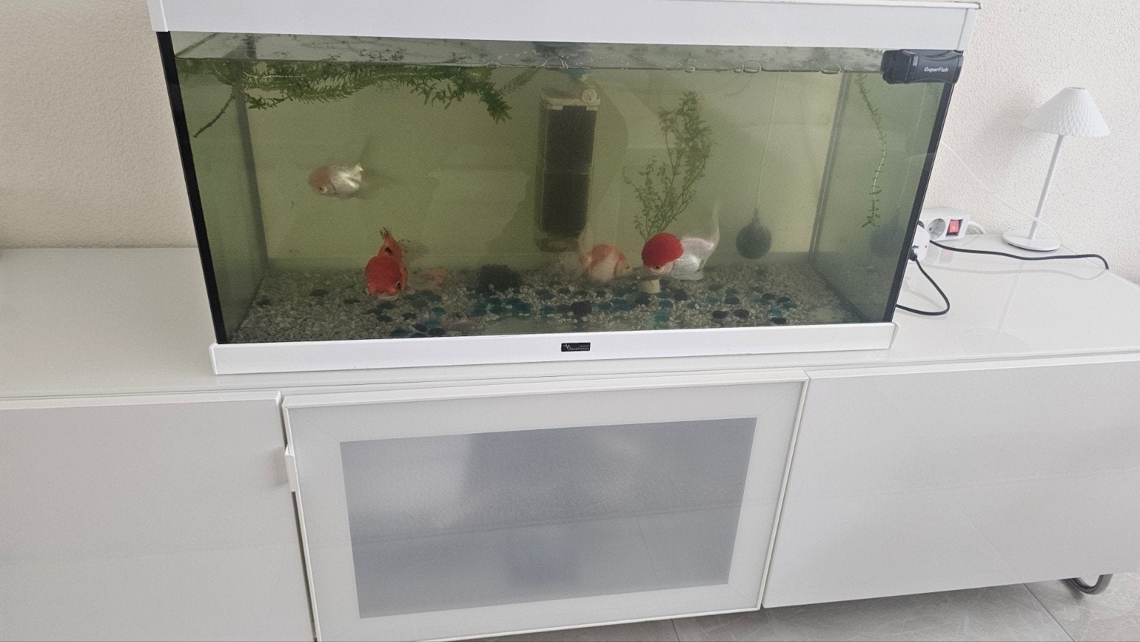 Aquarium met visjes, Ophalen, Gevuld zoetwateraquarium