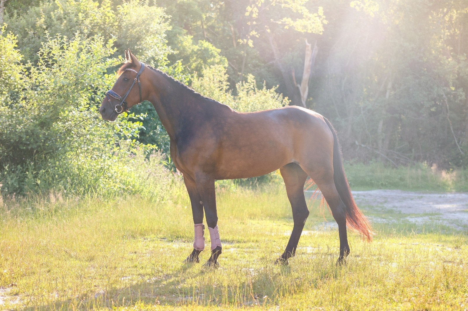 lieve recreatie merrie, Dieren en Toebehoren, Merrie, 160 tot 165 cm, 11 jaar of ouder, Recreatiepaard