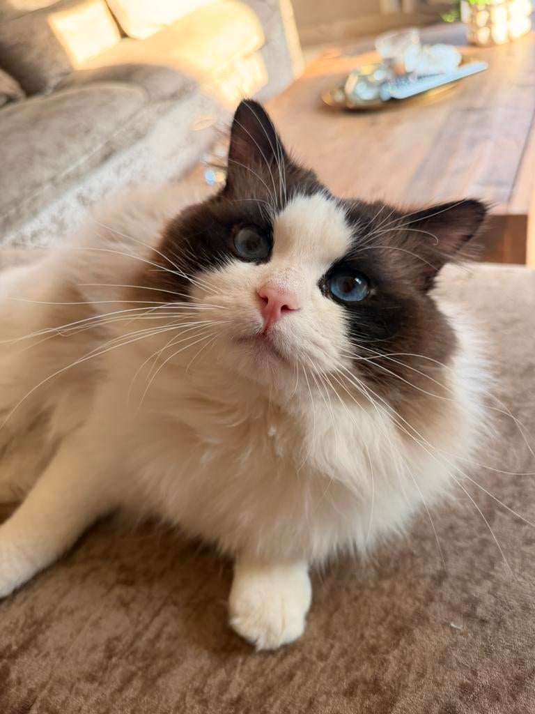 Ragdoll Bicolour seal point Dekkater met stamboom, 0 tot 2 jaar