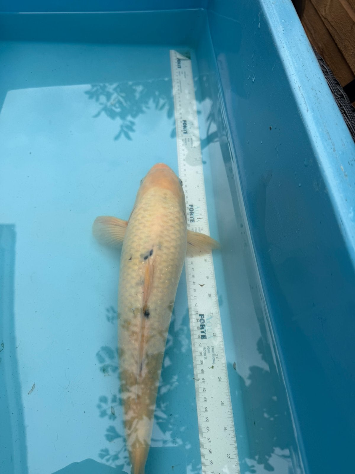 Shiro utsuri koi, Karper of Koi