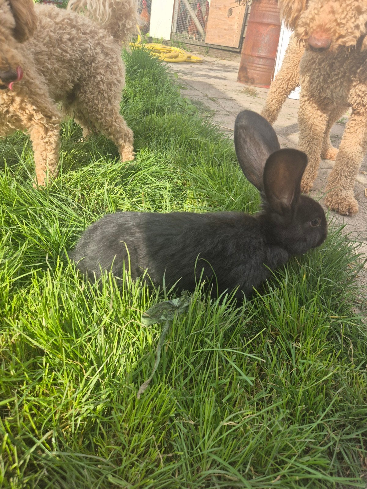 Duitse reus, Dieren en Toebehoren, April