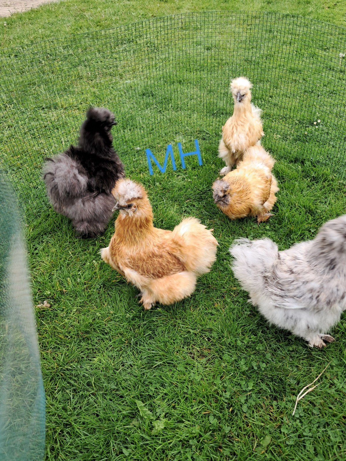 Zijdehoender hennen volwassen, Dieren en Toebehoren, Pluimvee, Vrouwelijk, Kip