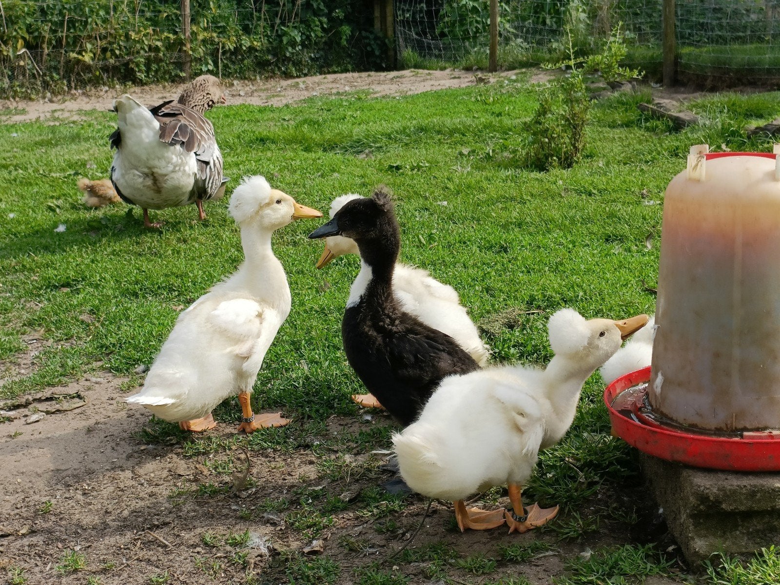 Oud Hollandse kuifeend, Meerdere dieren, Eend