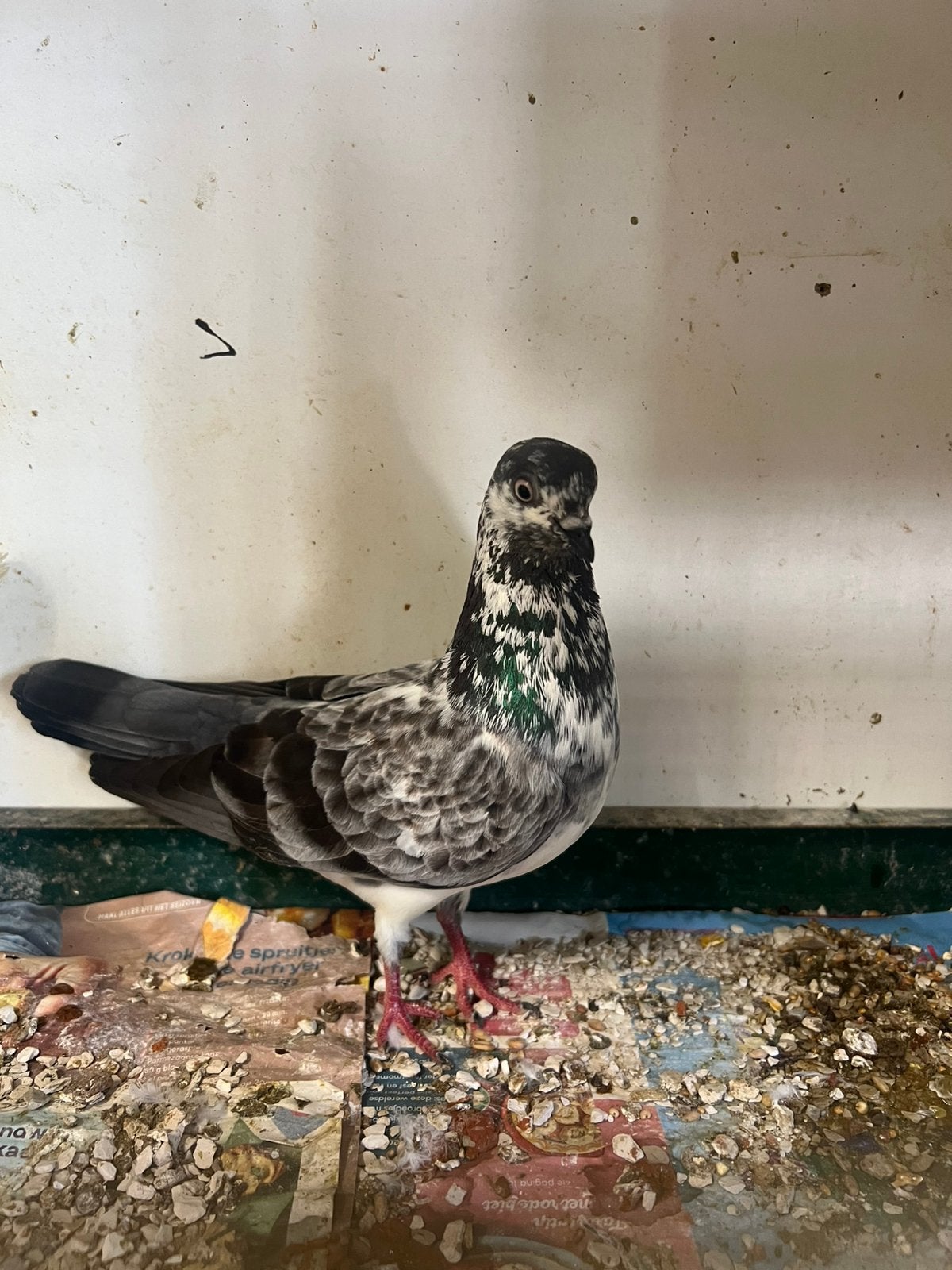 Wener hoogvlieger, Meerdere dieren, Overige soorten