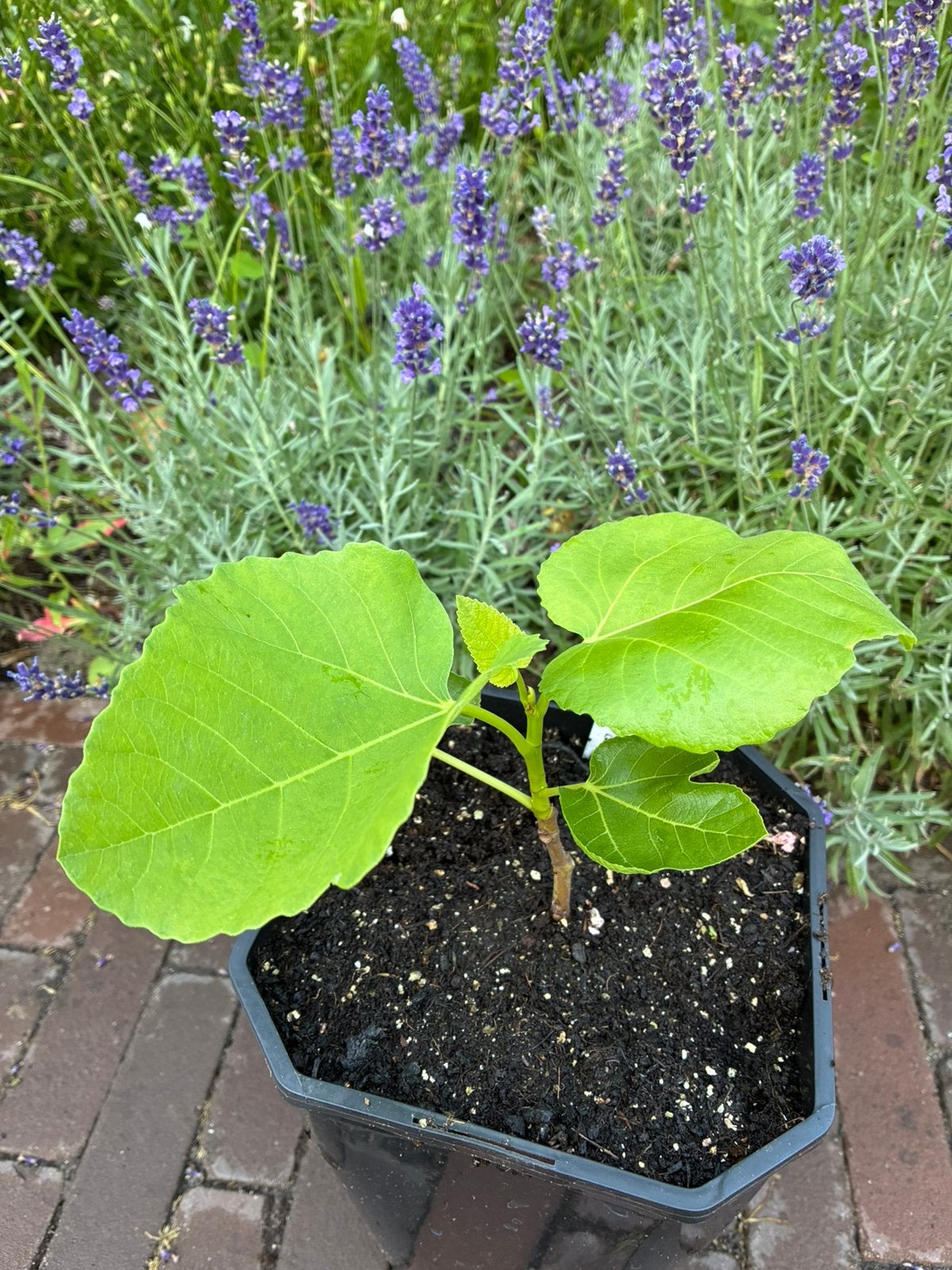 Vijgenboom "Vasilika Sika", Minder dan 100 cm, Volle zon, In pot, Ophalen of Verzenden