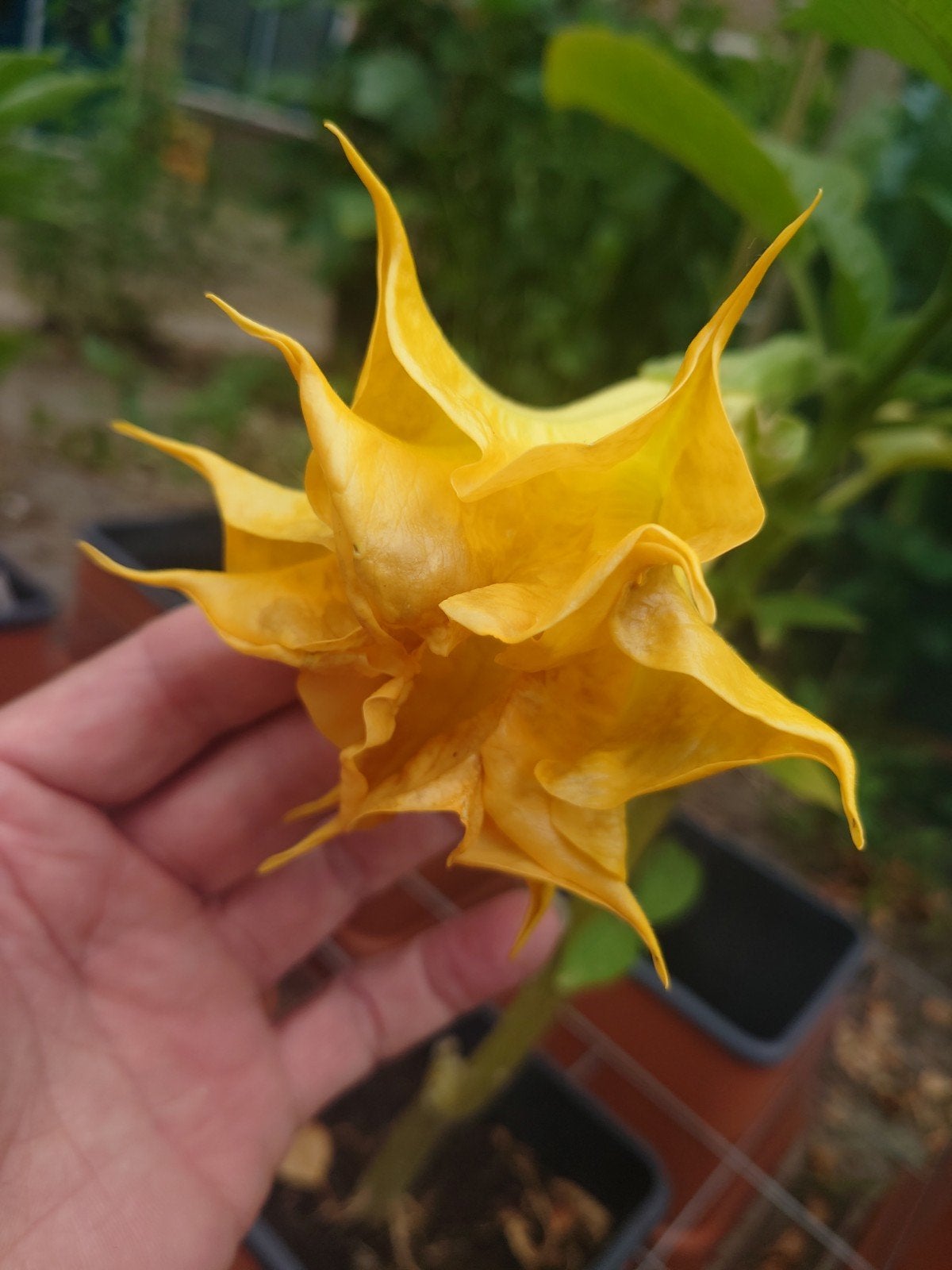 Brugmansia planten meerdere volwassen meerjarig planten, Overige soorten, Minder dan 100 cm, Zomer, Ophalen