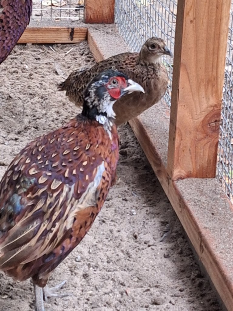 fazanten, Meerdere dieren, Overige soorten