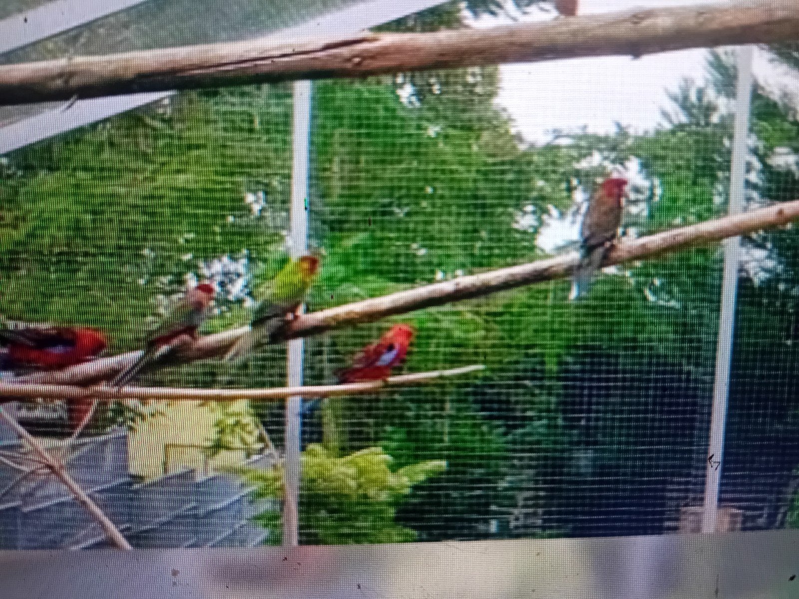 PENANTEN, Meerdere dieren, Parkiet