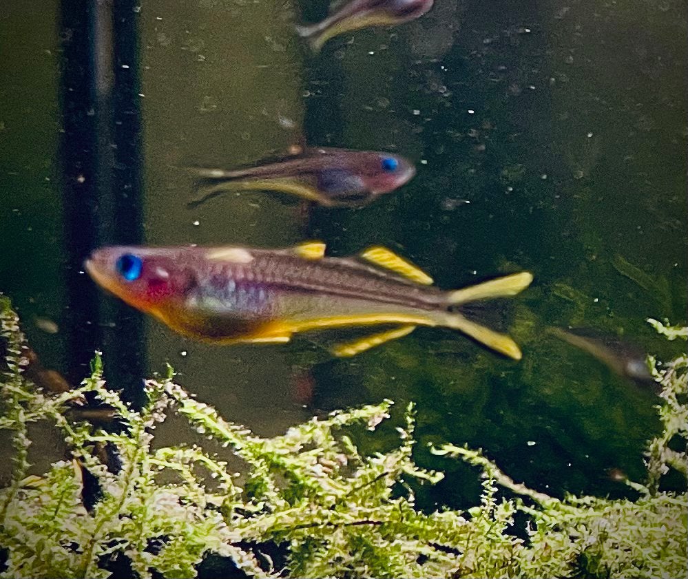Pseudomugil furcatus – Vorkstaart Regenboogvis, Vis, Zoetwatervis, Schoolvis