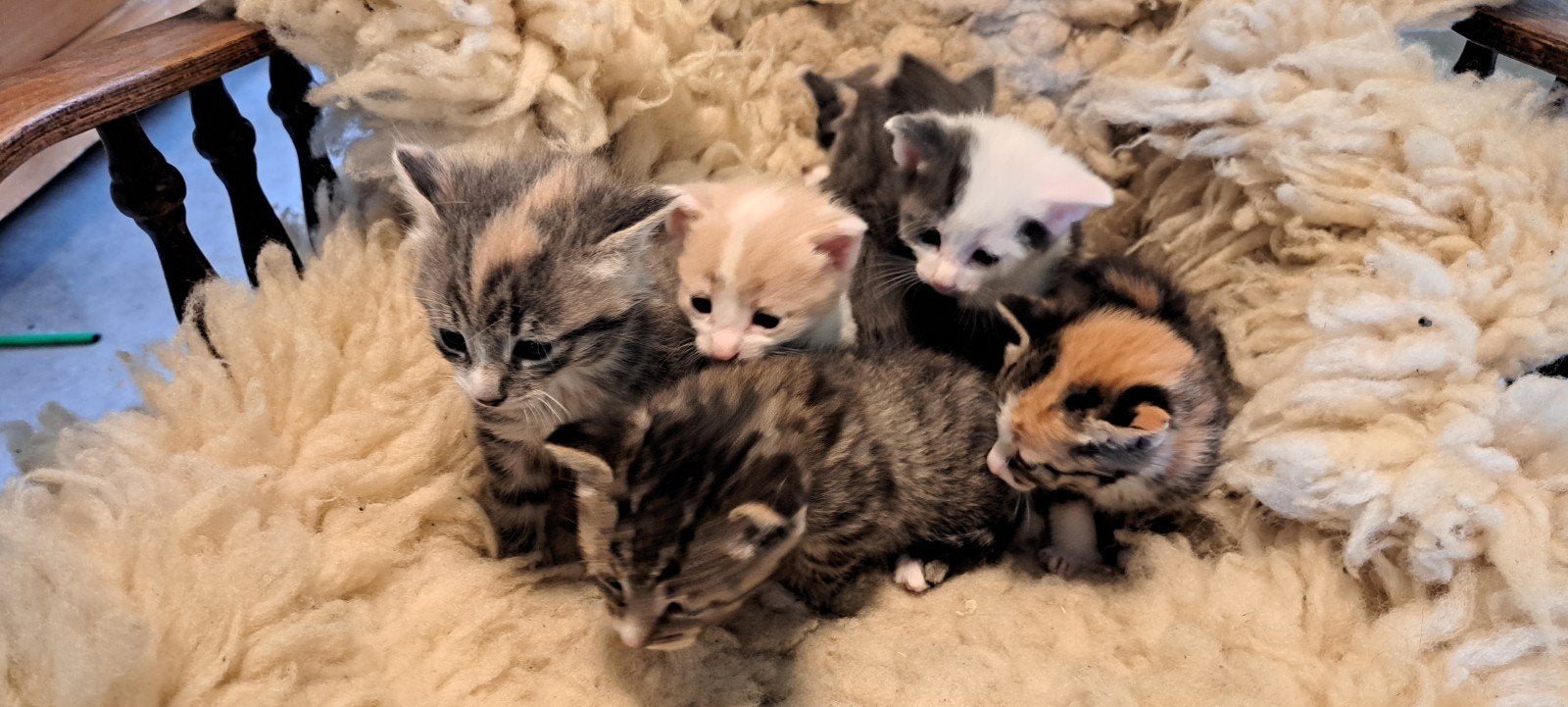 6 prachtige lieve kittens, Meerdere dieren, Kortharig, 0 tot 2 jaar