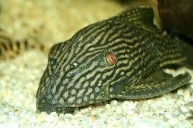 L-Nummers: L330 Panaque nigrolineatus laurafabianae, Dieren en Toebehoren, Vissen | Aquariumvissen, Vis, Zoetwatervis