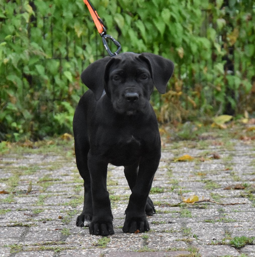 Mooie Rastypisch Cane corso pup teefje beschikbaar, Parvo, Nederland, Overige rassen, 8 tot 15 weken