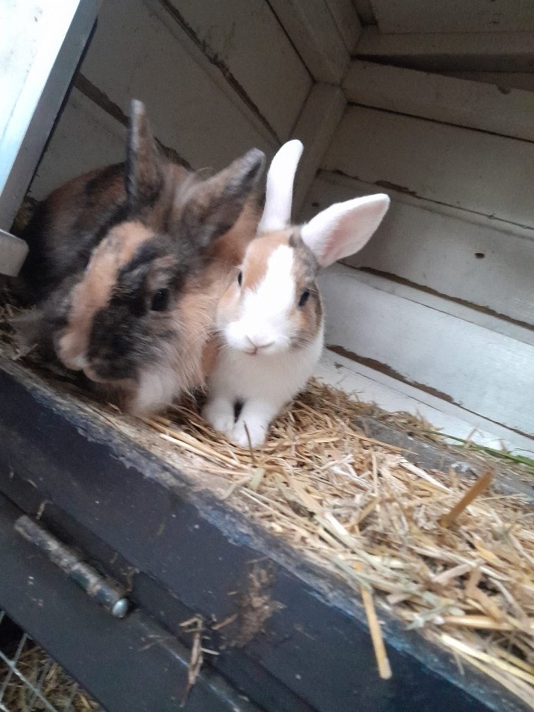 2 voedsters samen, Vrouwelijk, Dwerg, 0 tot 2 jaar