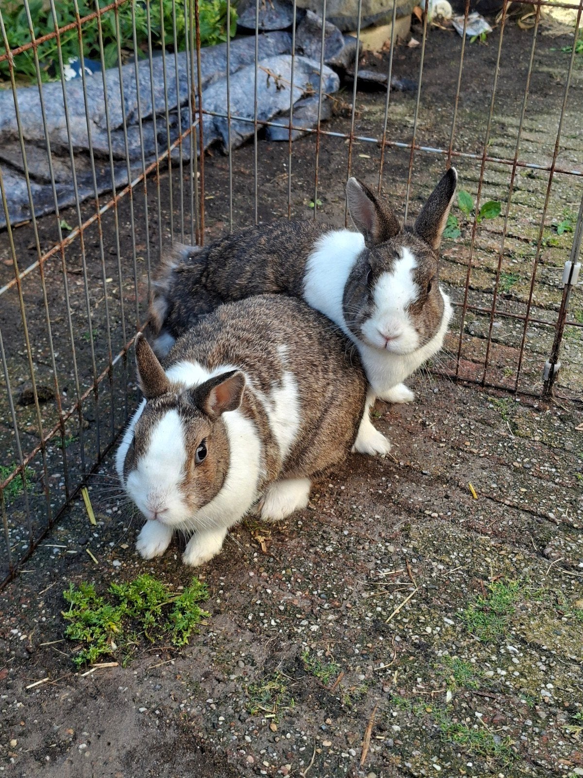 2 (dwerg) konijnen, broer en zus & hok, Dieren en Toebehoren, Konijnen, Meerdere dieren, Dwerg
