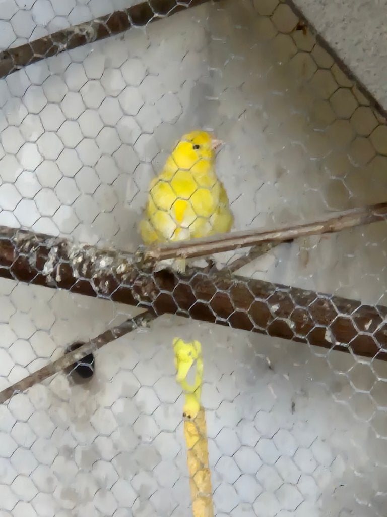 2 kanaries (poppen), Vrouwelijk, Kleurkanarie