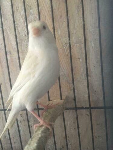 Gezocht goede gebruikte vogelkooien / papagaaienkooien en vo, Nieuw, Ophalen of Verzenden, Vogelkooi, Info@birdtrade.nl