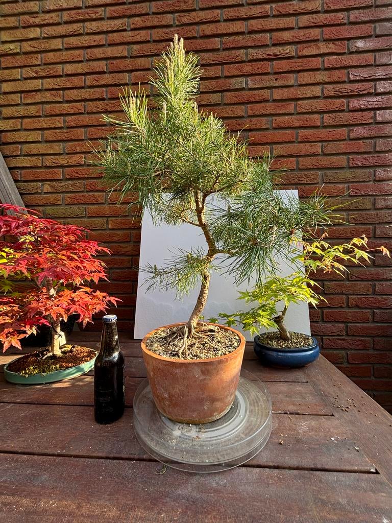 Pinus sylvestris bonsai materiaal - Schotse Den, Tuin en Terras, Bloeit niet, Overige soorten, Minder dan 100 cm, Ophalen