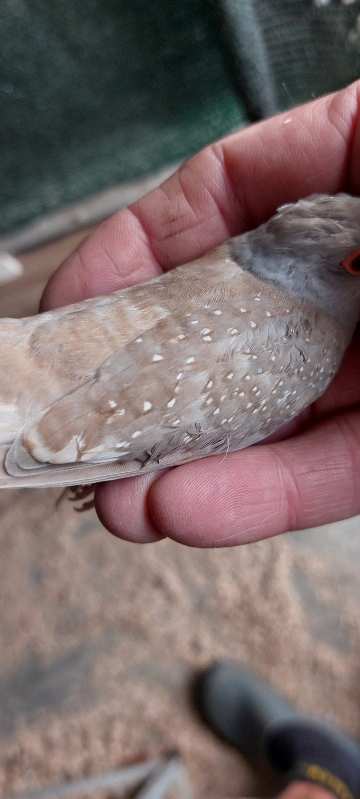 bruine diamantduif, Dieren en Toebehoren, Vogels | Duiven, Geslacht onbekend, Overige soorten