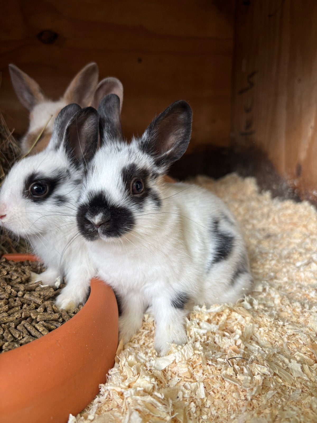 Kleine konijntjes 8 weken oud, Meerdere dieren, Klein, 0 tot 2 jaar