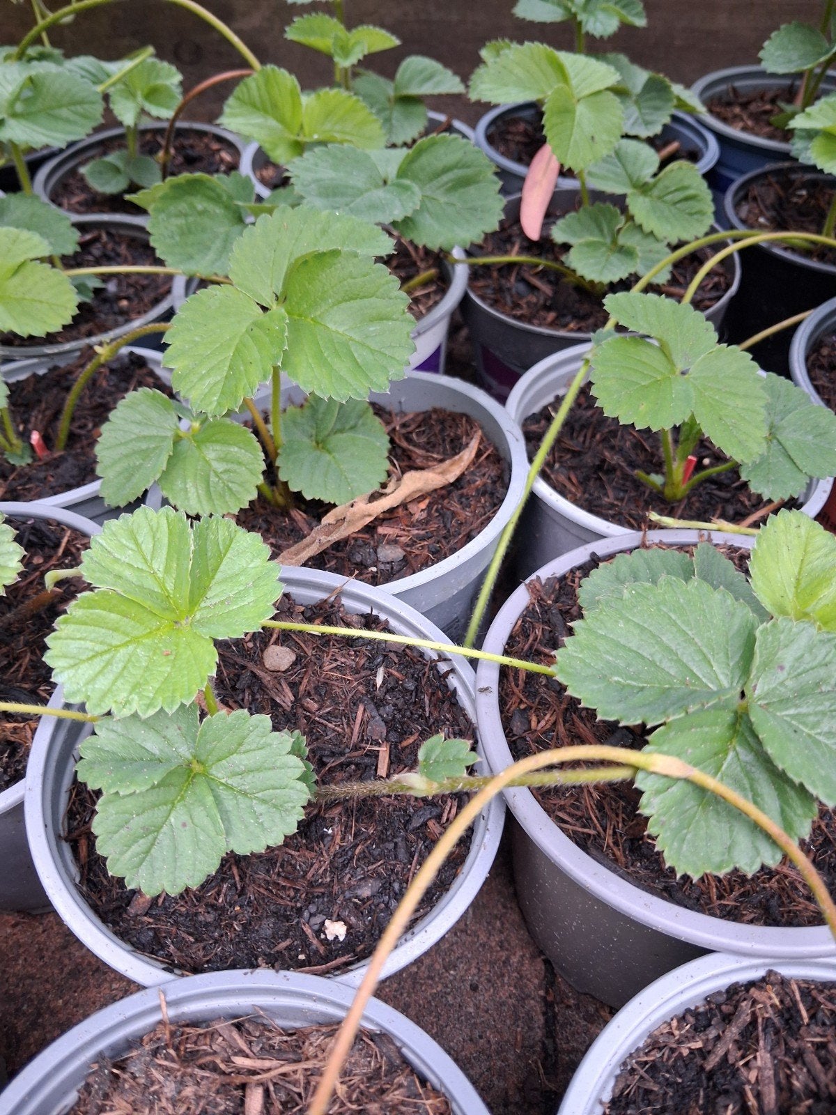 Lambada aardbeienplanten gifvrij gekweekt, Tuin en Terras, Planten | Tuinplanten, Volle zon, Vaste plant, Ophalen of Verzenden