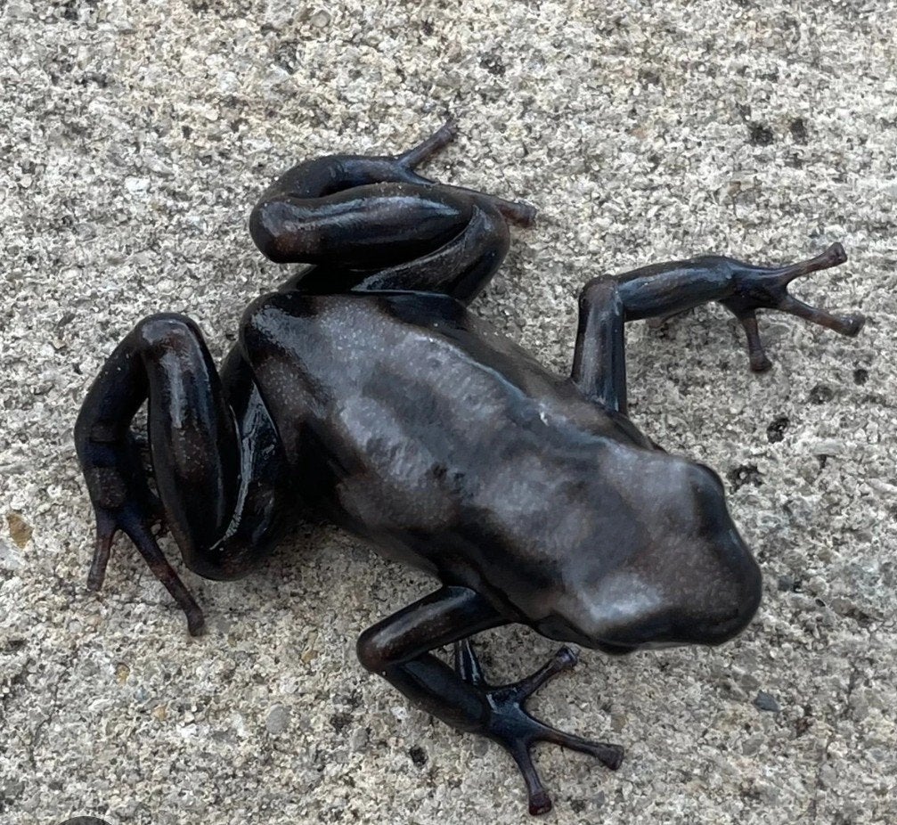 dendrobates Frog photo 3