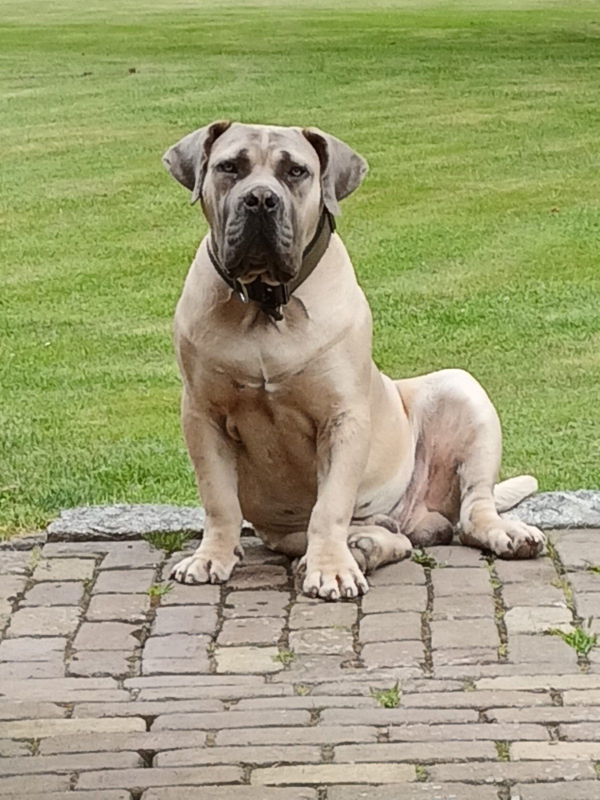 Lieve Boerboel reu, Reu, CDV (hondenziekte), Eén hond, 3 tot 5 jaar