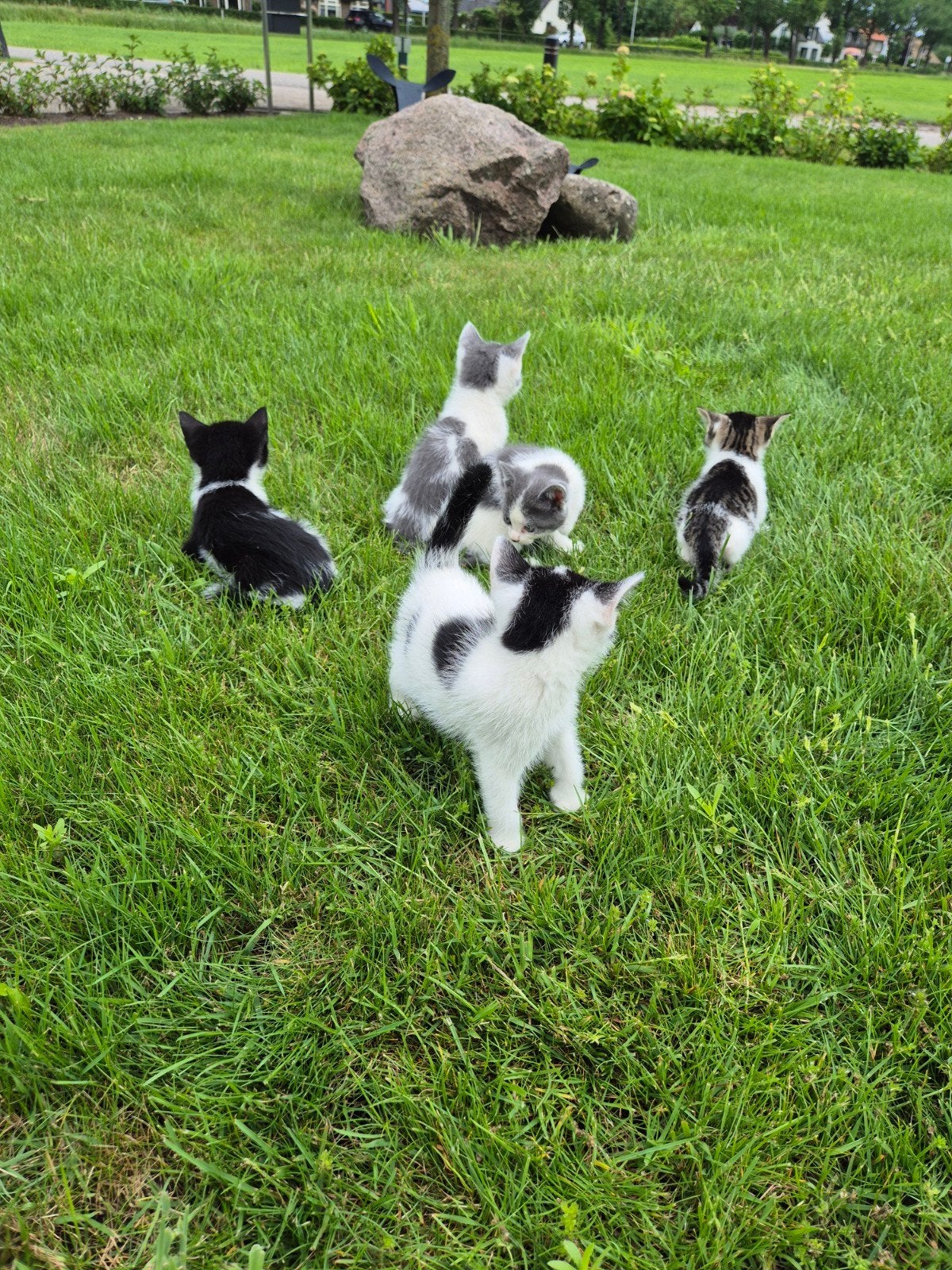 Kittens, Ophalen of Verzenden