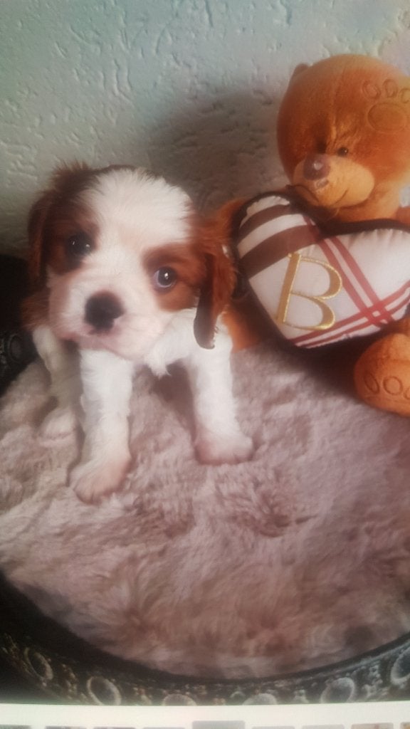 cavalier king charles spaniel pup 1 blenheim reutje, Parvo, 8 tot 15 weken, Meerdere, Nederland